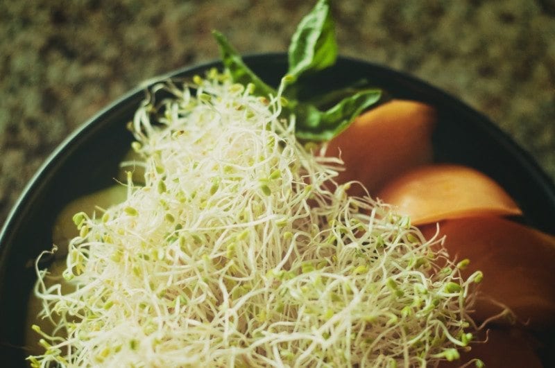 how to grow sprouts