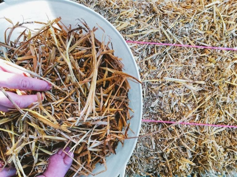 How to Grow Oyster Mushrooms Indoors Permacrafters