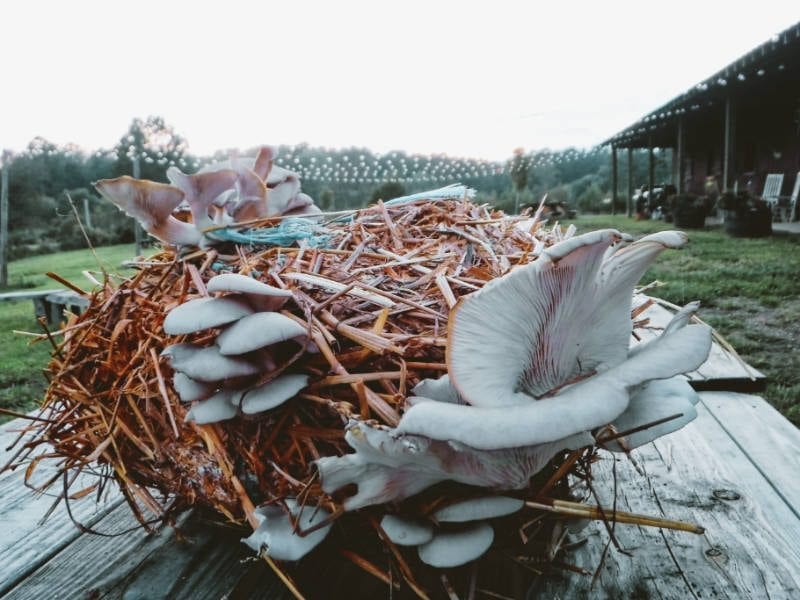 How to Grow Oyster Mushrooms Indoors