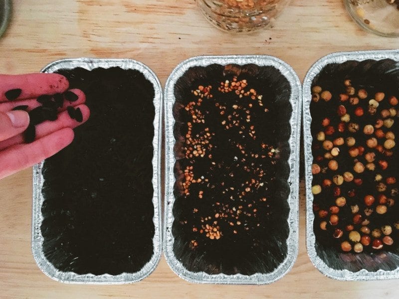 Add seeds evenly in one layer on the soil: they should be touching but not overlapping