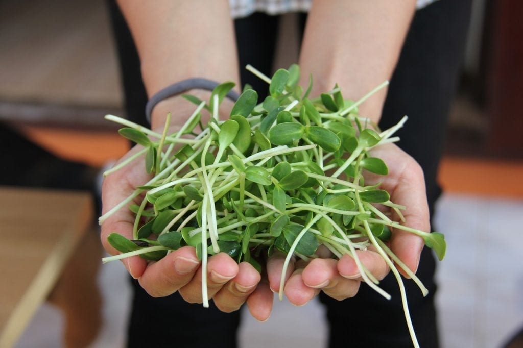 How to grow microgreens in 7 easy steps
