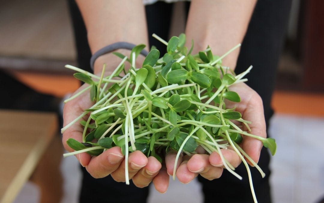 How To Grow Your Own Microgreens In 7 Easy Steps