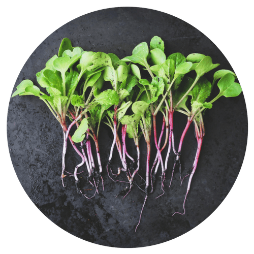 sprouts and microgreens