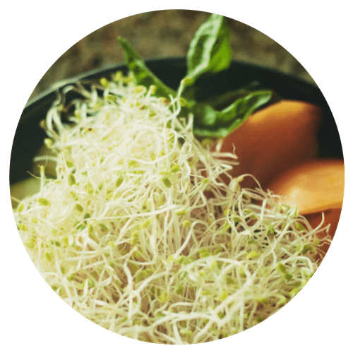 sprouts and microgreens