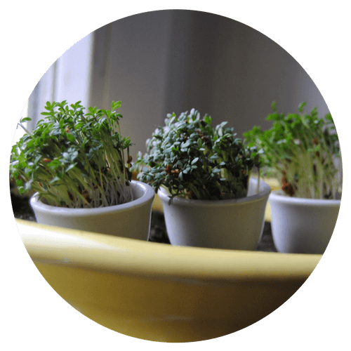 sprouts & microgreen