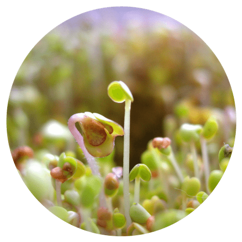 sprouts and microgreens