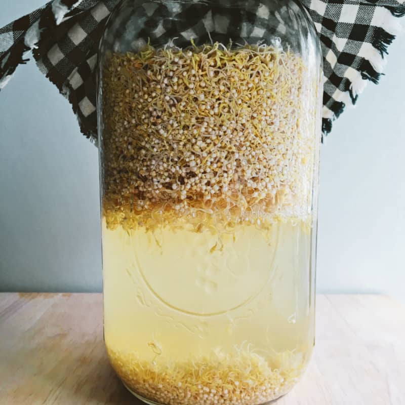 The sprouted quinoa grains are transferred to a large jar to be fermented.