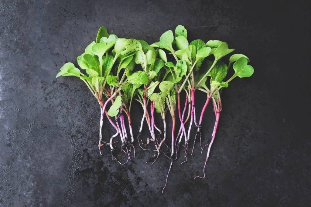 easiest microgreens to grow