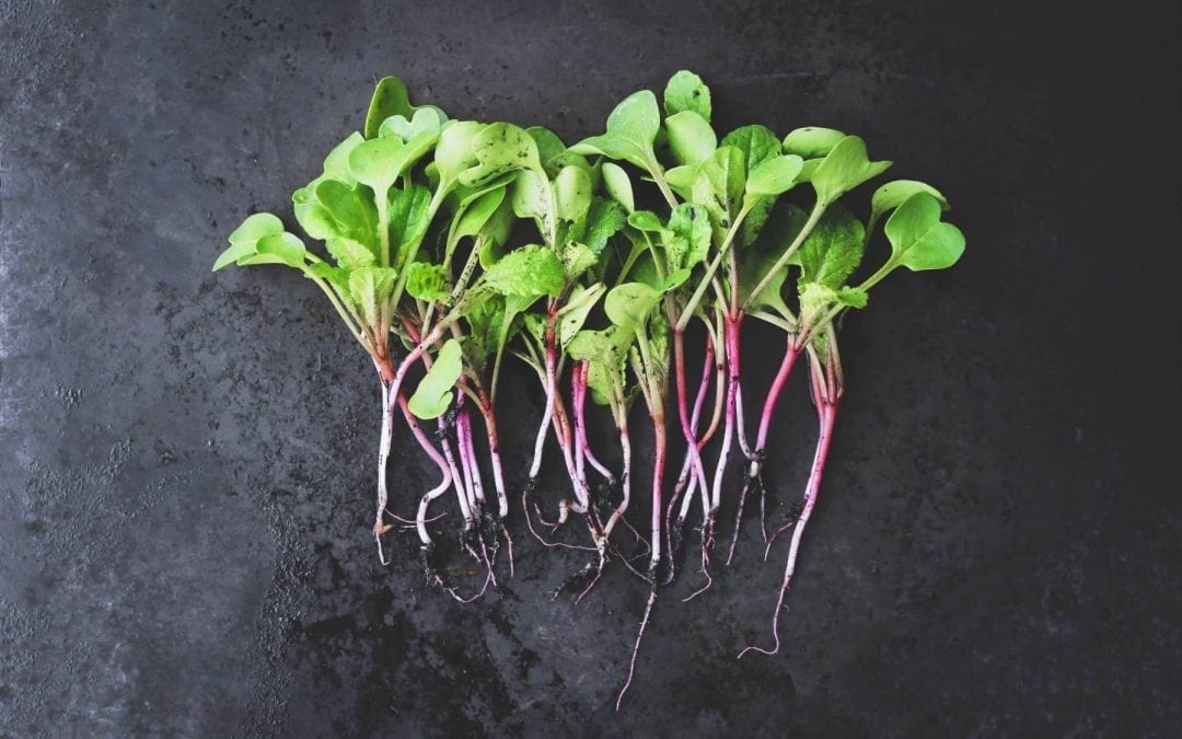 5 Easiest Microgreens to Grow