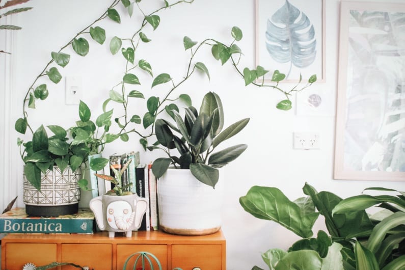 houseplants that clean the air