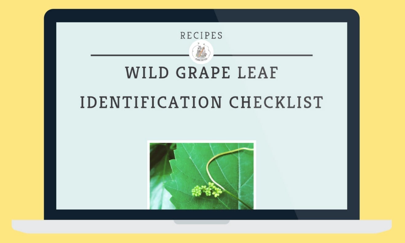 Need some help to identify wild grape leaves?