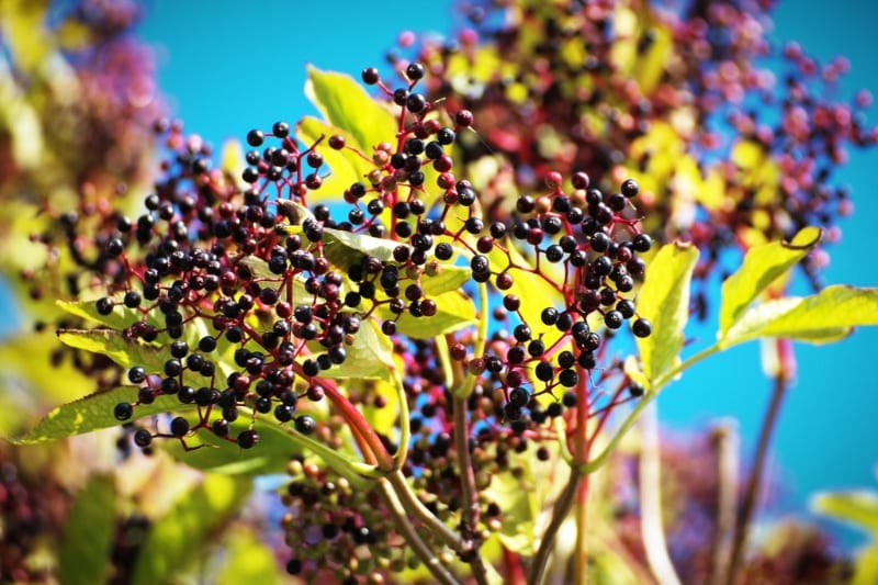 Homemade Elderberry Syrup Recipe