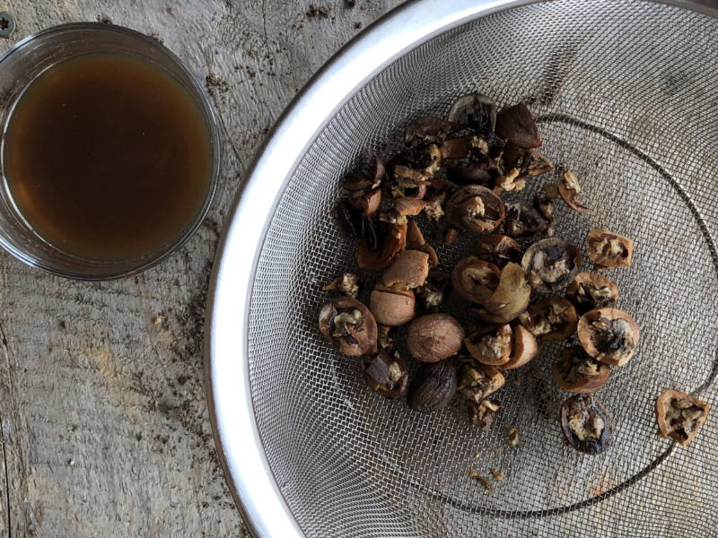 How to Make Nut Milk from Foraged Hickory Nuts