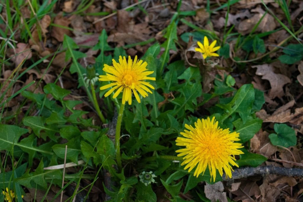 Backyard Foraging: Dandelion Salad