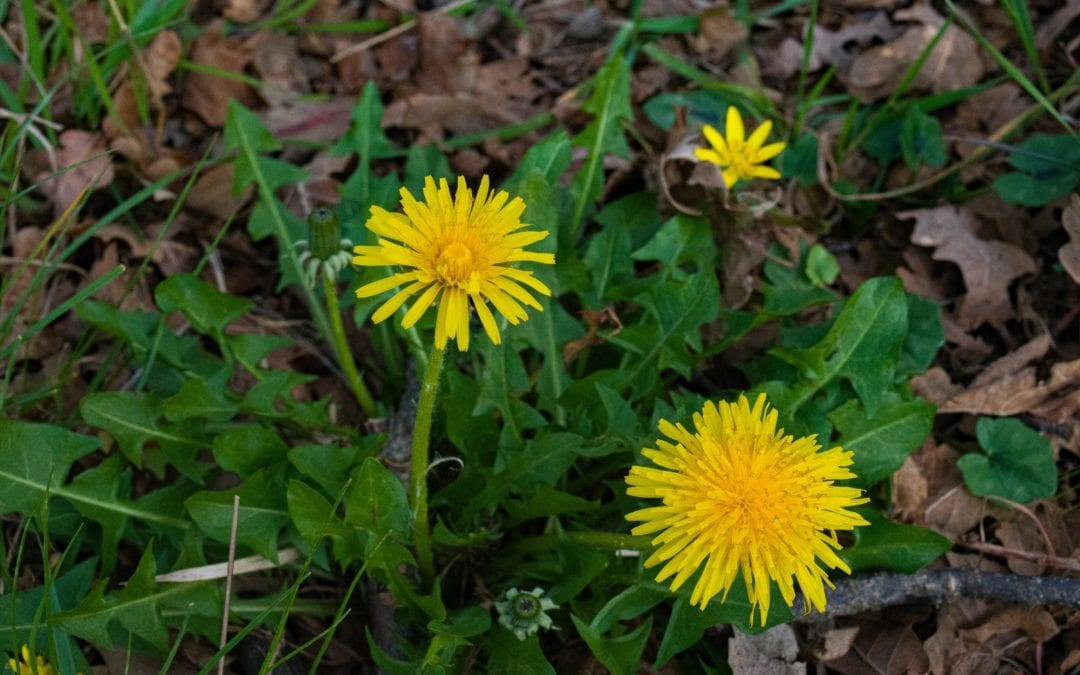 Backyard Foraging: Dandelion Salad