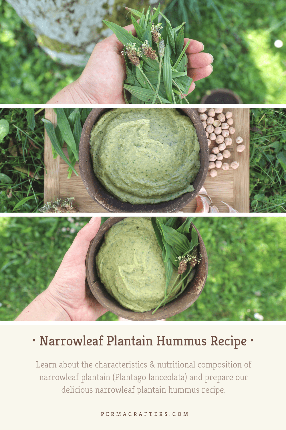 Narrowleaf Plantain Hummus Recipe: Backyard Foraging Narrowleaf Plantain Hummus Recipe: Backyard Foraging
