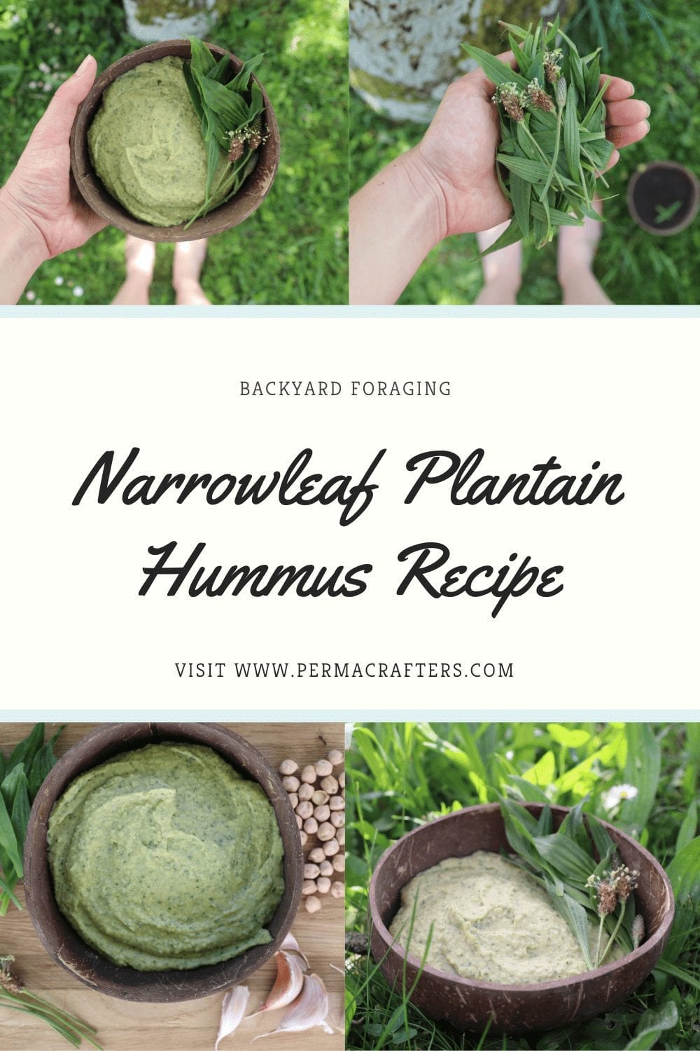 Narrowleaf Plantain Hummus Recipe: Backyard Foraging