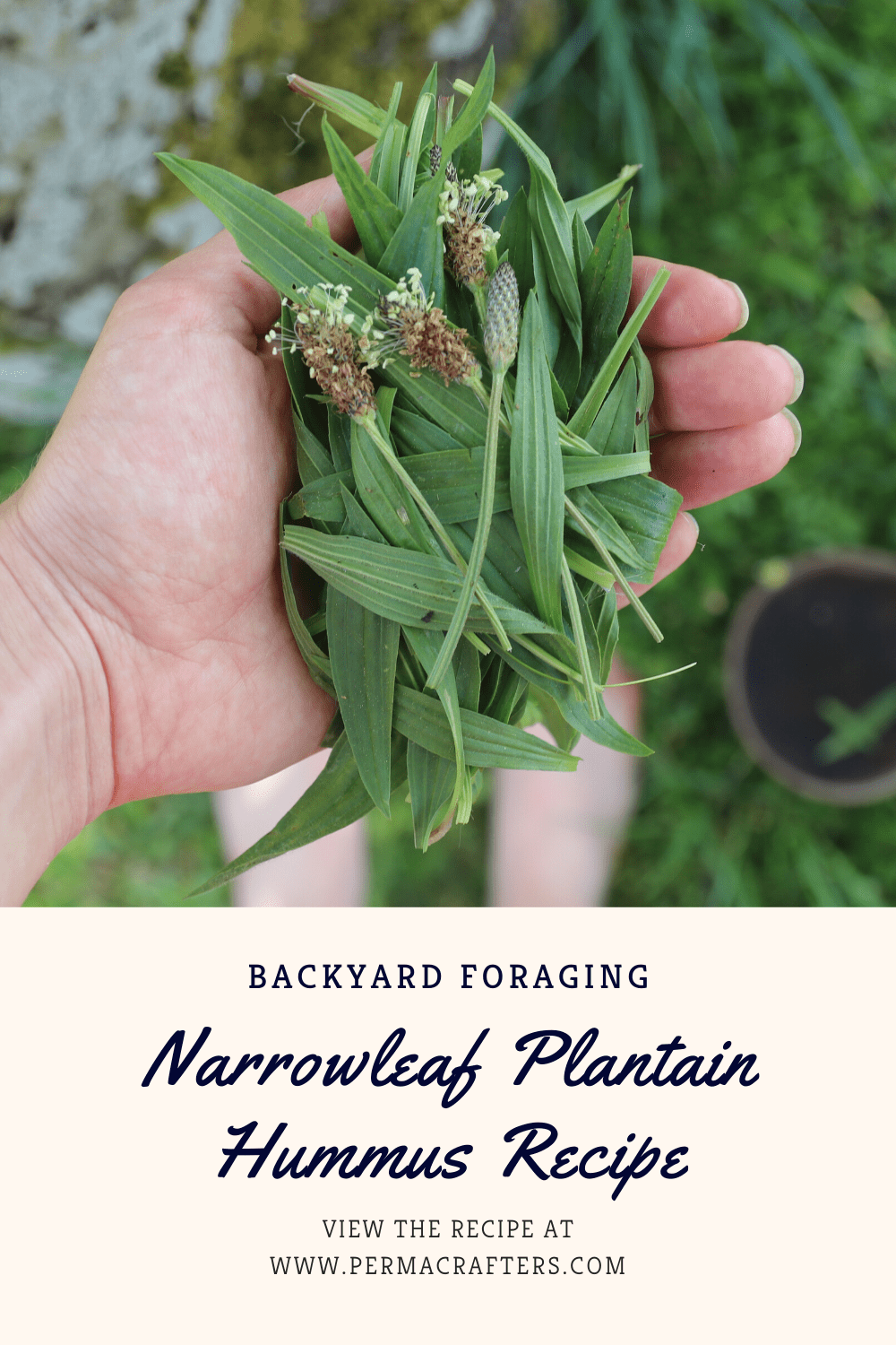 Narrowleaf Plantain Hummus Recipe: Backyard Foraging Narrowleaf Plantain Hummus Recipe: Backyard Foraging