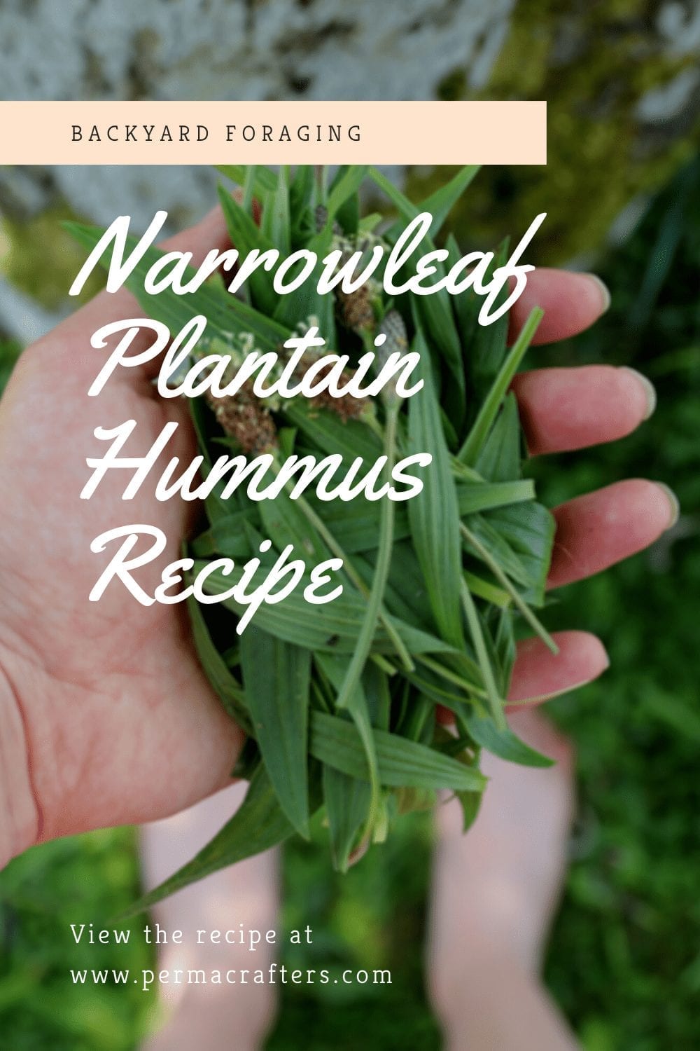 Narrowleaf Plantain Hummus Recipe: Backyard Foraging