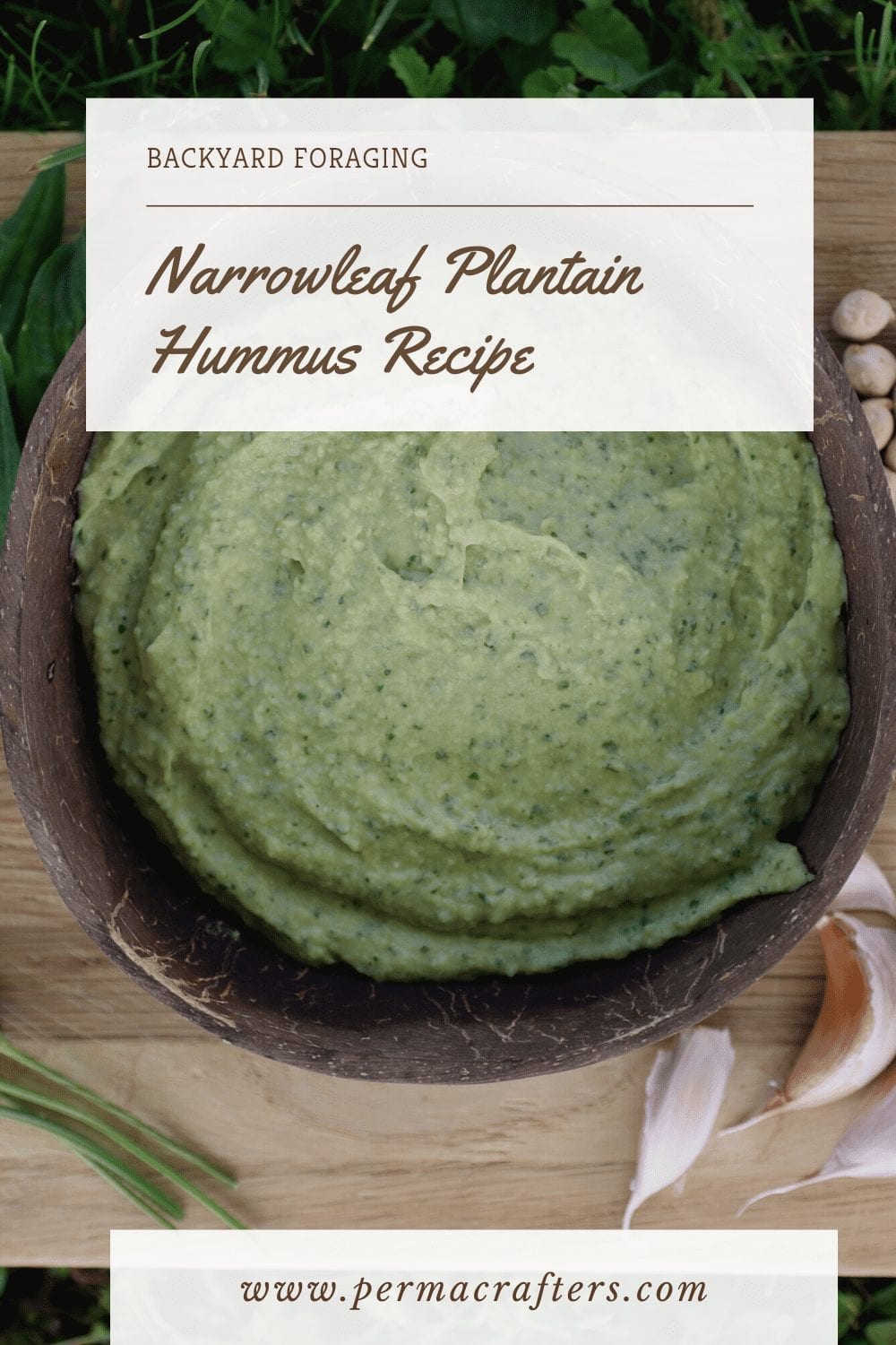 Narrowleaf Plantain Hummus Recipe: Backyard Foraging