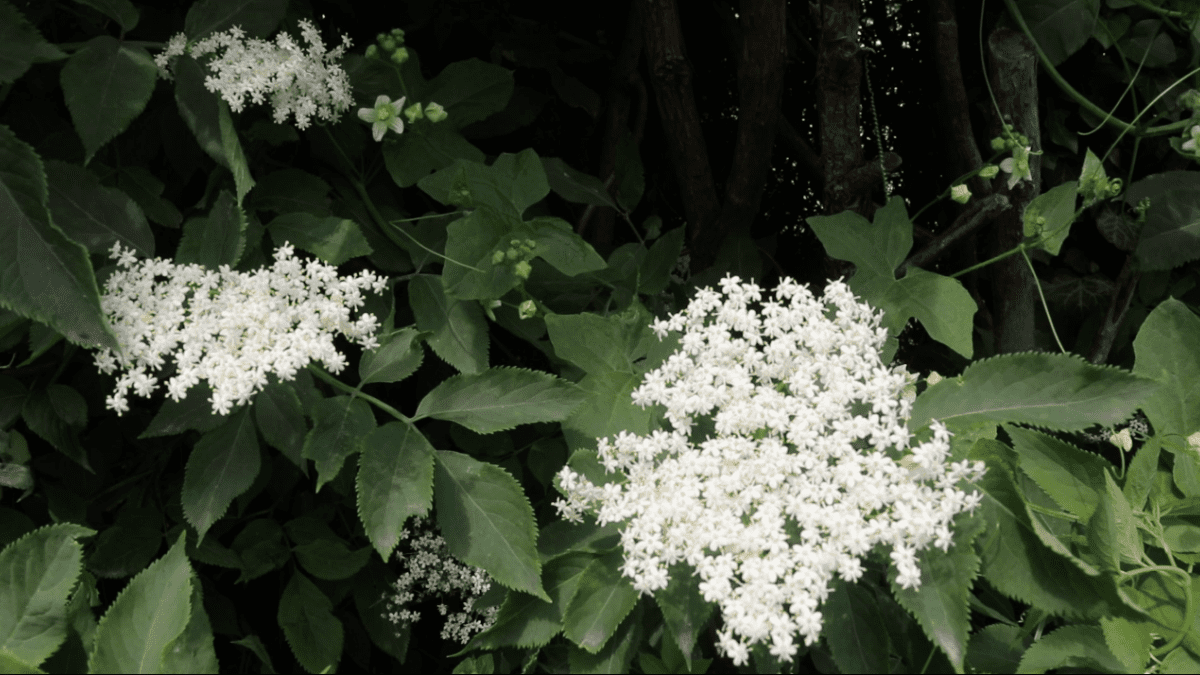 Elderflower Flitter Blog Post1
