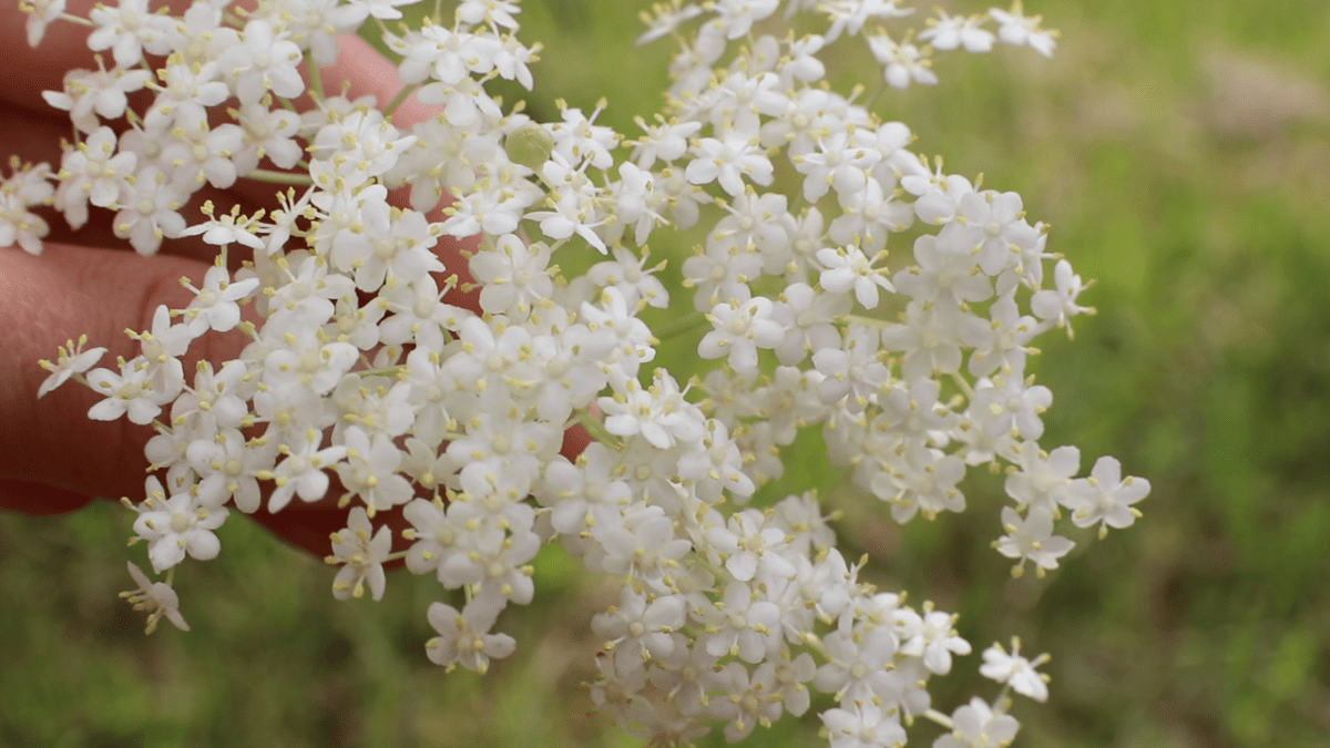 Elderflower Flitter Blog Post2