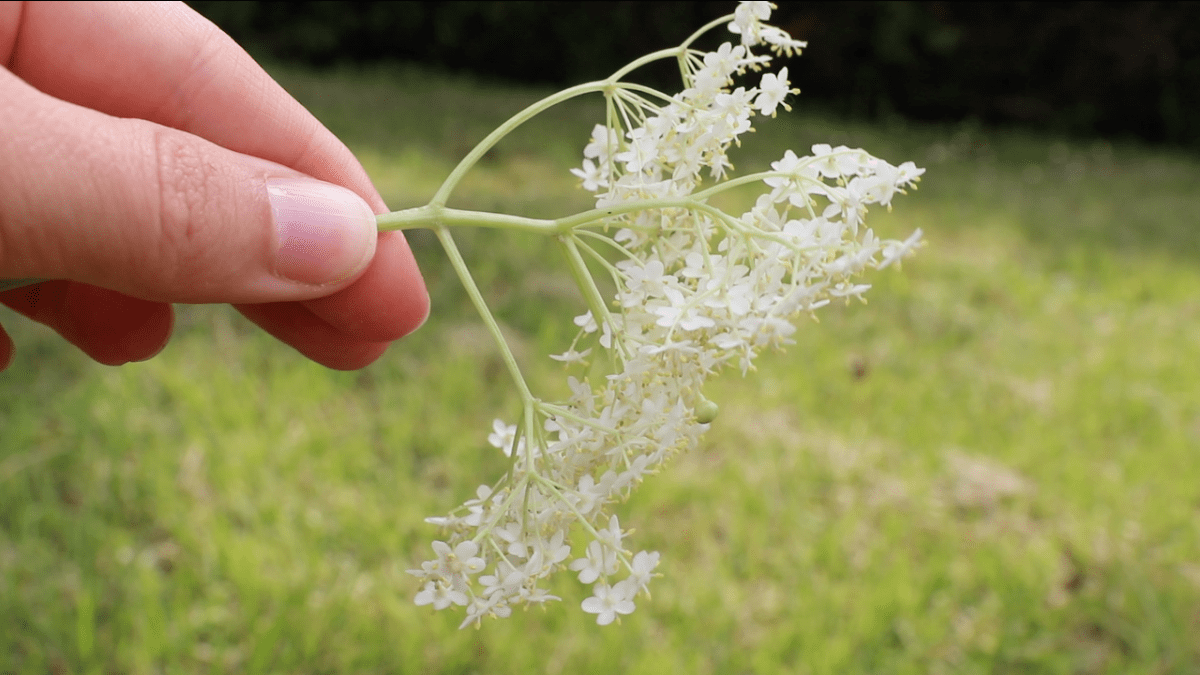 Elderflower Flitter Blog Post3