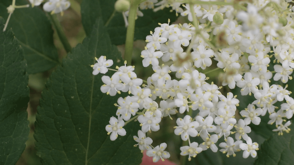 Elderflower Flitter Blog Post5