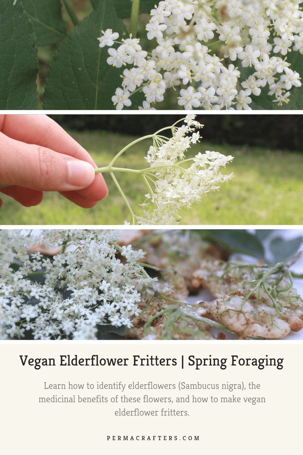Elderflower Flitter Pinterest1 Narrowleaf Plantain Hummus Recipe: Backyard Foraging