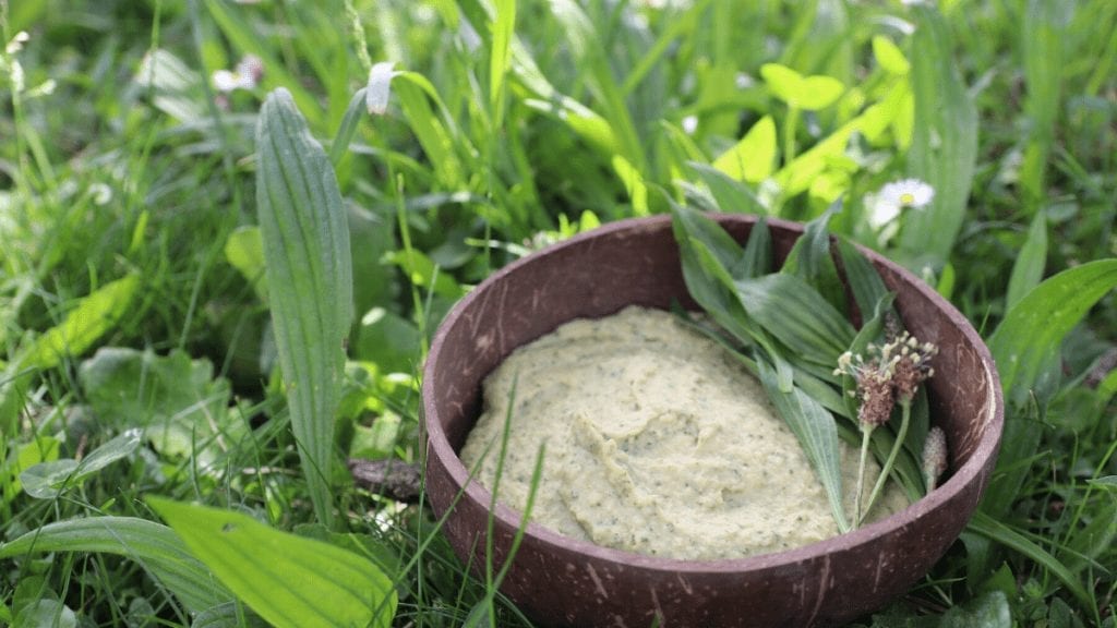 Narrowleaf Plantain Hummus Recipe: Backyard Foraging