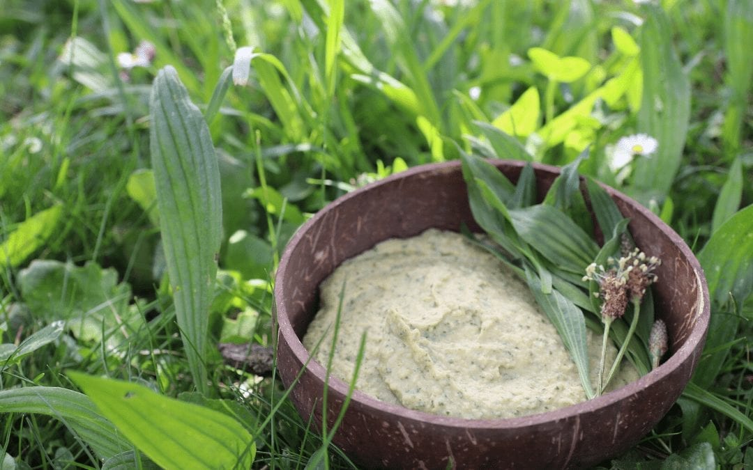 Narrowleaf Plantain Hummus Recipe: Backyard Foraging