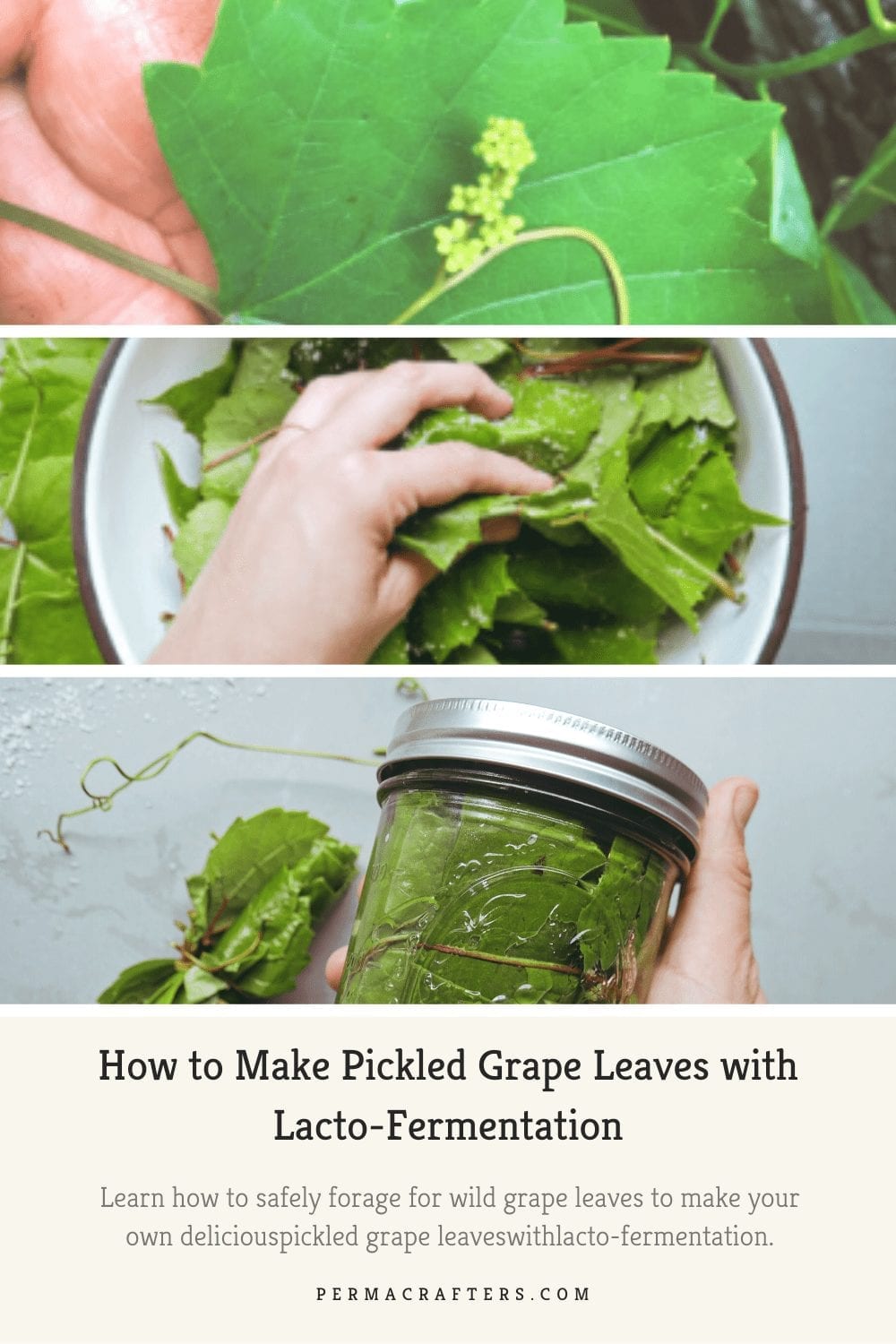 How to Make Pickled Grape Leaves with Lacto-Fermentation