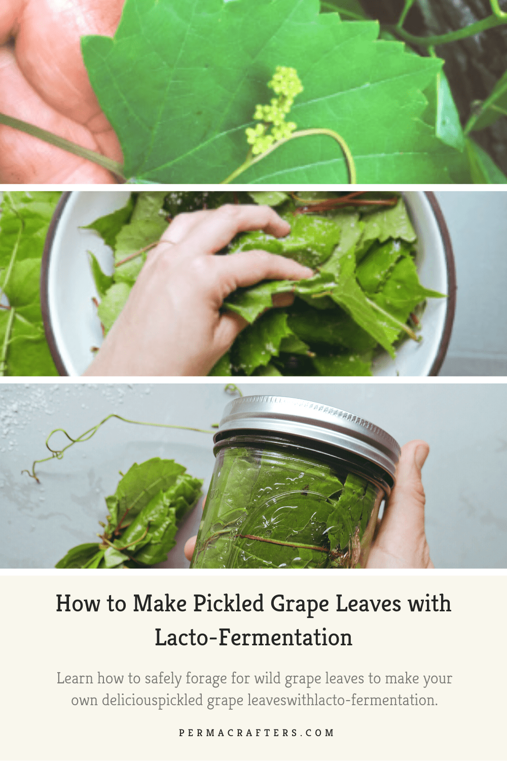 Pickled Grape Leaved Pin1 How to Make Pickled Grape Leaves with Lacto-Fermentation