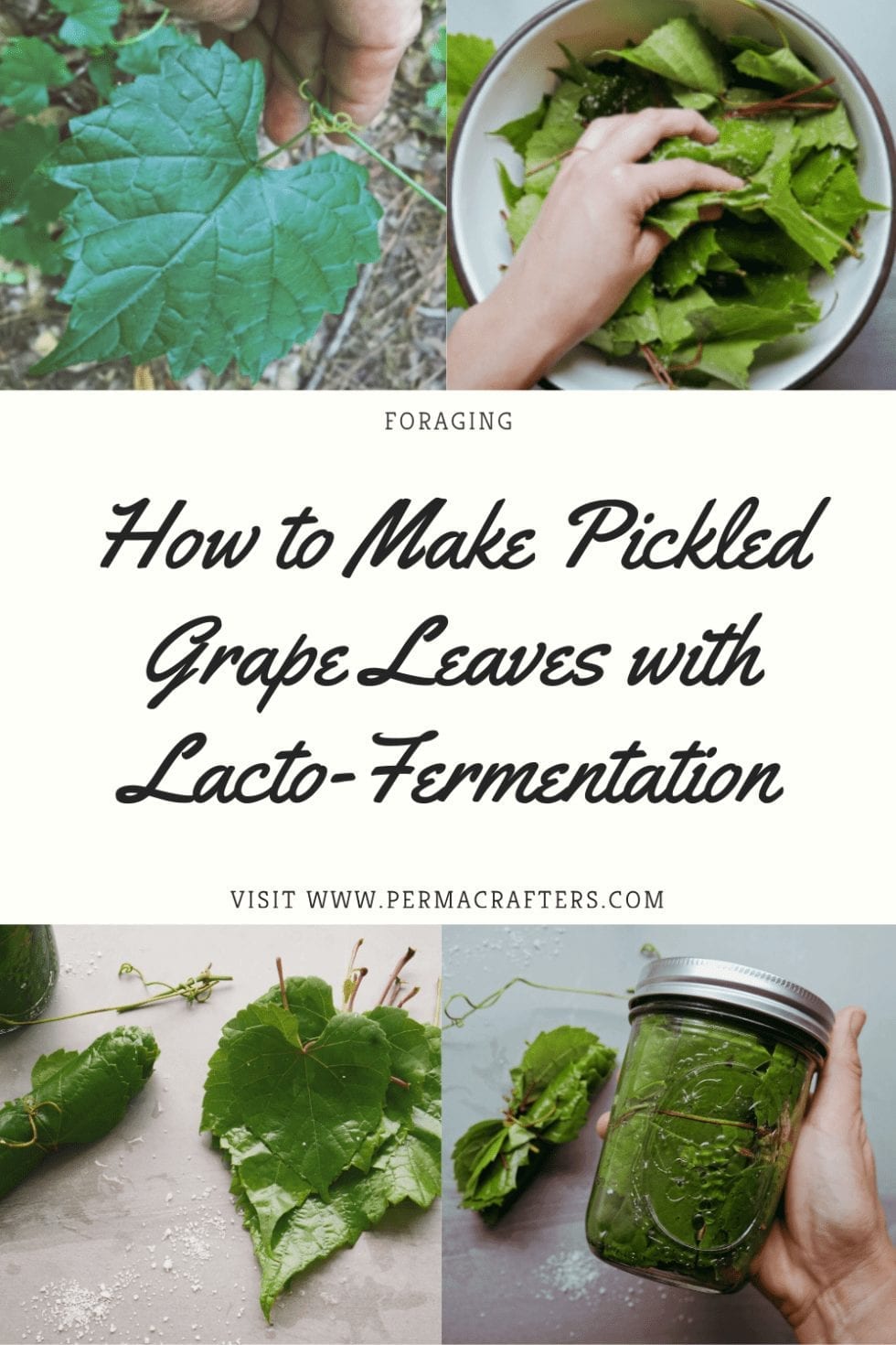 How to Make Pickled Grape Leaves with LactoFermentation Permacrafters