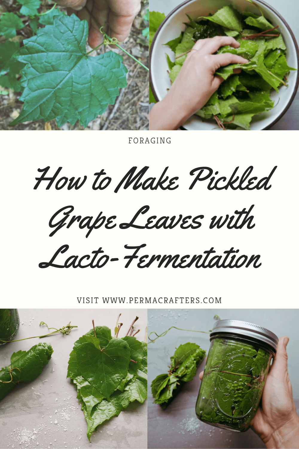 Pickled Grape Leaved Pin2 How to Make Pickled Grape Leaves with Lacto-Fermentation