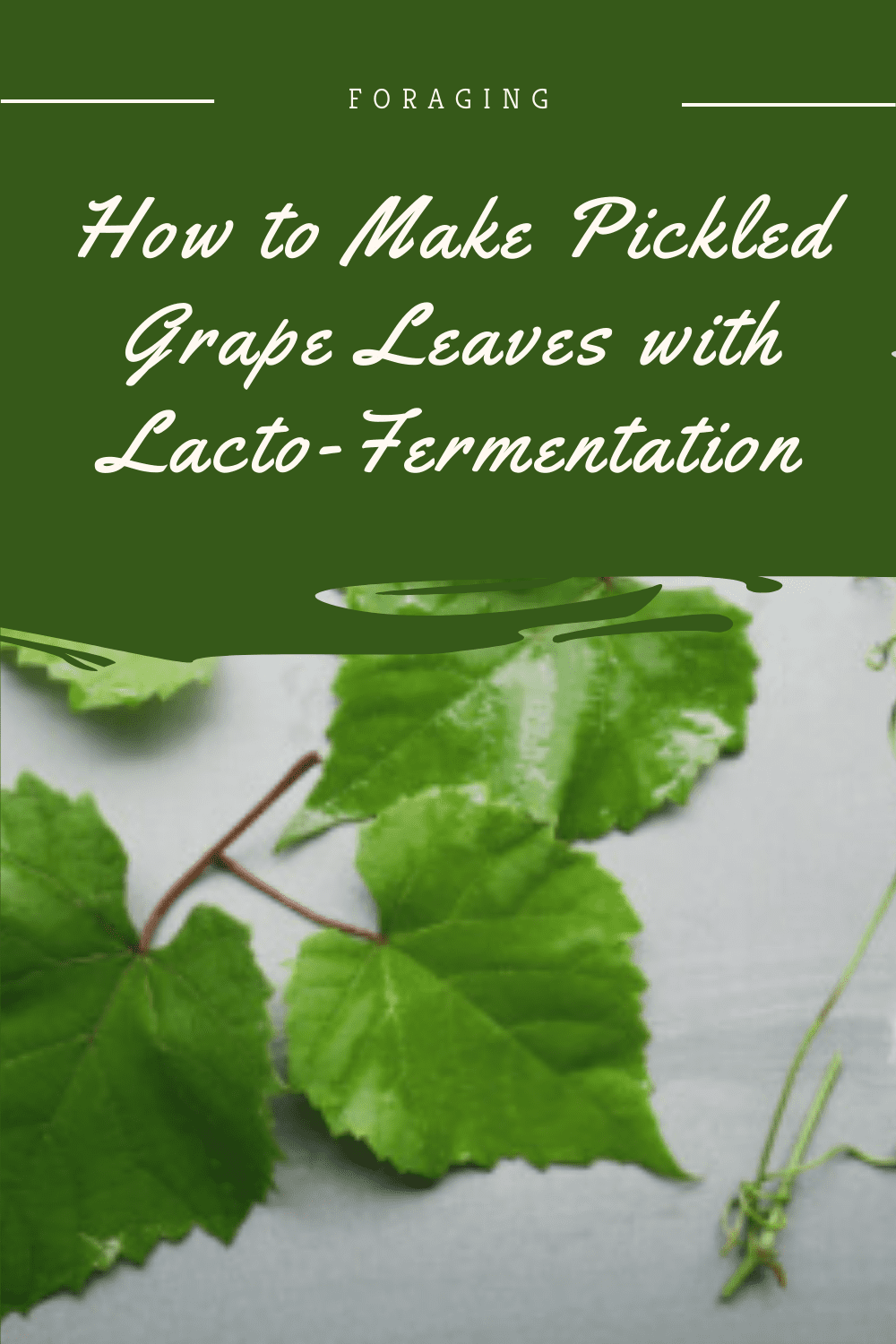 Pickled Grape Leaved Pin4 How to Make Pickled Grape Leaves with Lacto-Fermentation