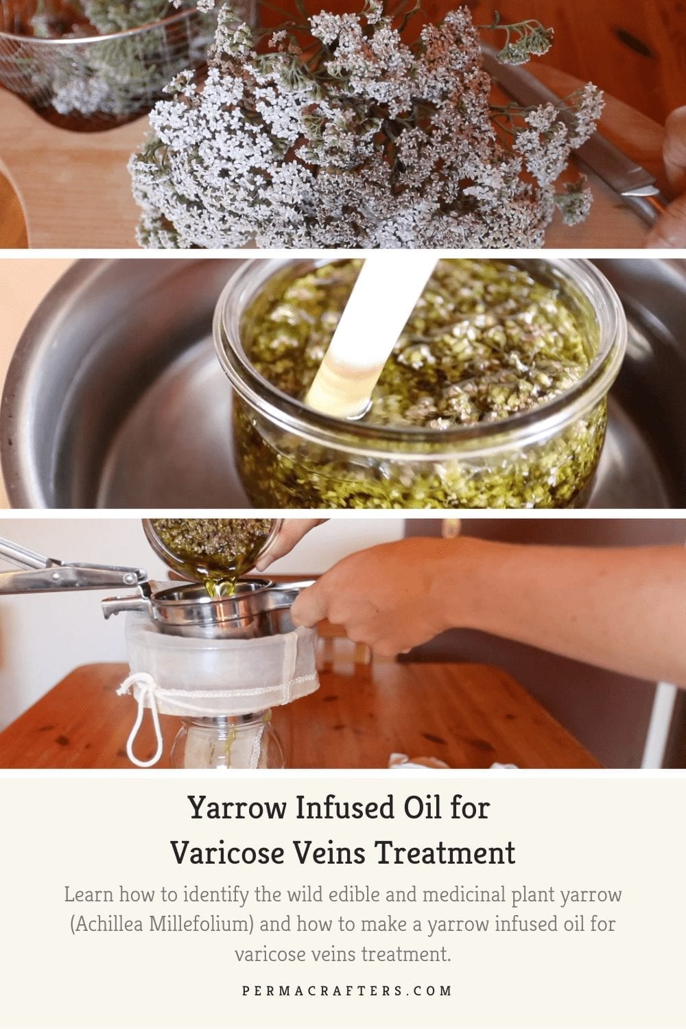 Yarrow Infused Oil for Varicose Veins Treatment BP1