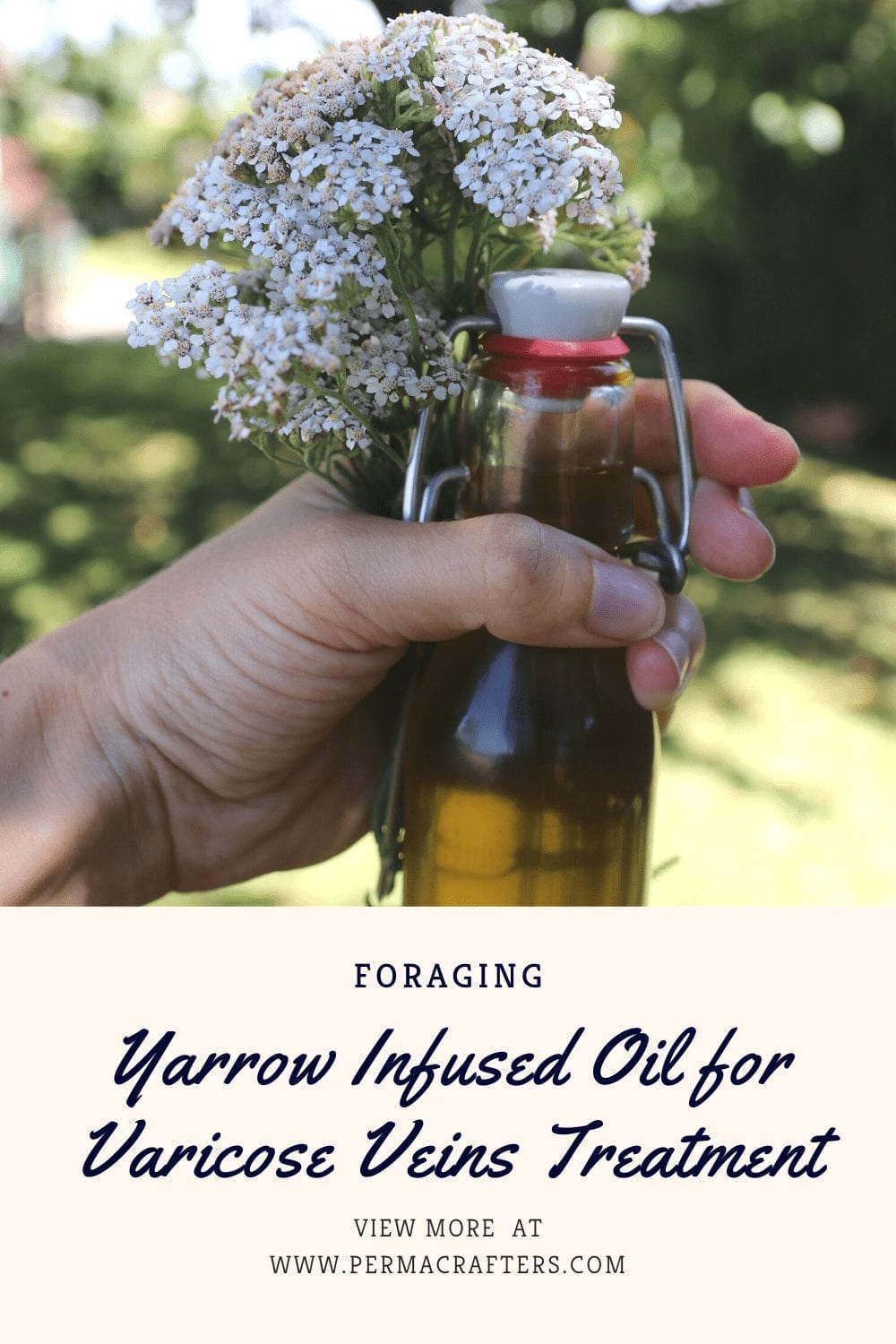 Yarrow Infused Oil for Varicose Veins Treatment BP1