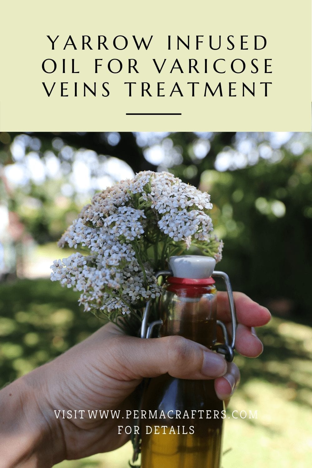 Yarrow Infused Oil for Varicose Veins Treatment BP1