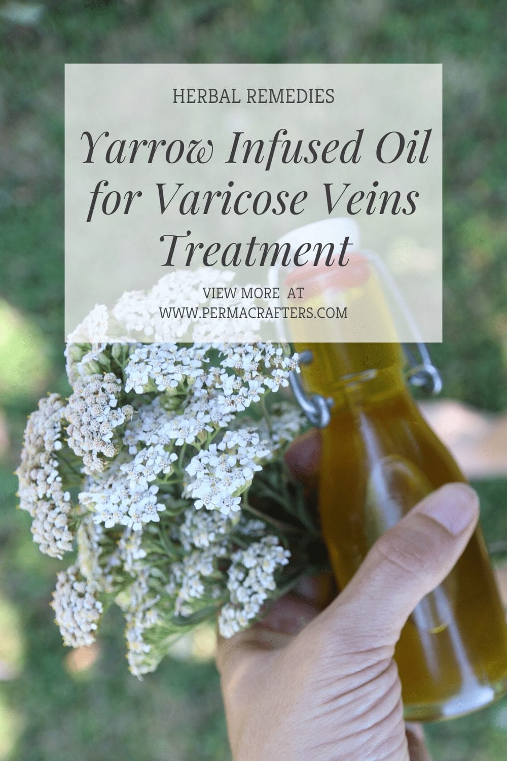 Yarrow Infused Oil for Varicose Veins Treatment BP1