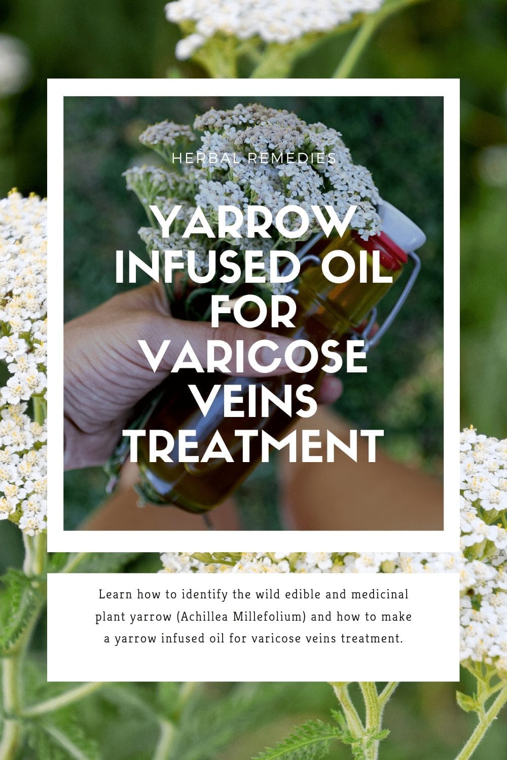 Yarrow Infused Oil for Varicose Veins Treatment BP1