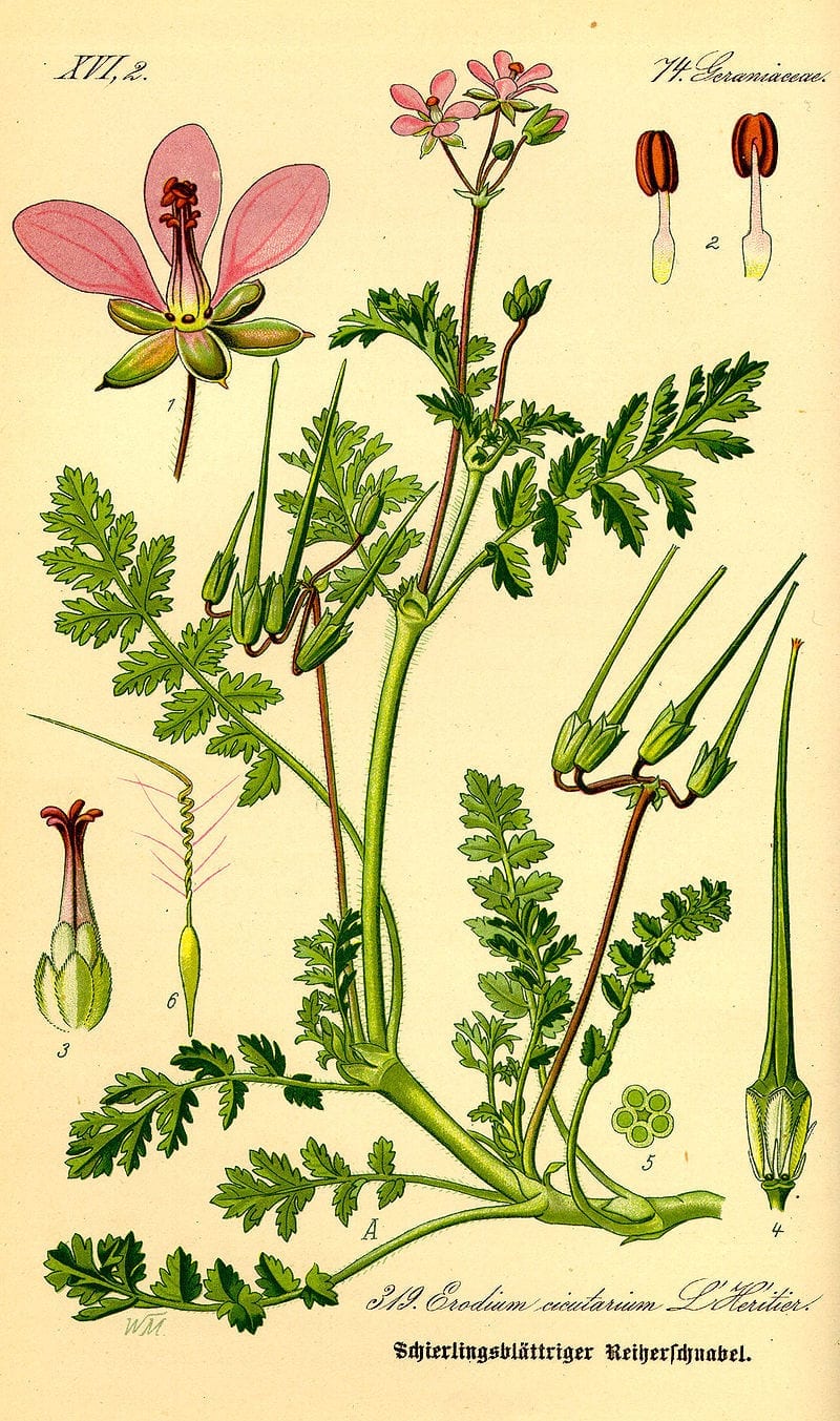 800px-Illustration_Erodium_cicutarium0