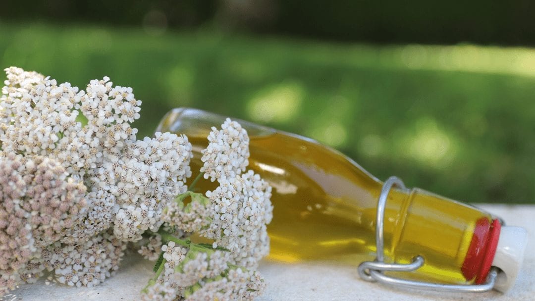 Yarrow Infused Oil for Varicose Veins Treatment