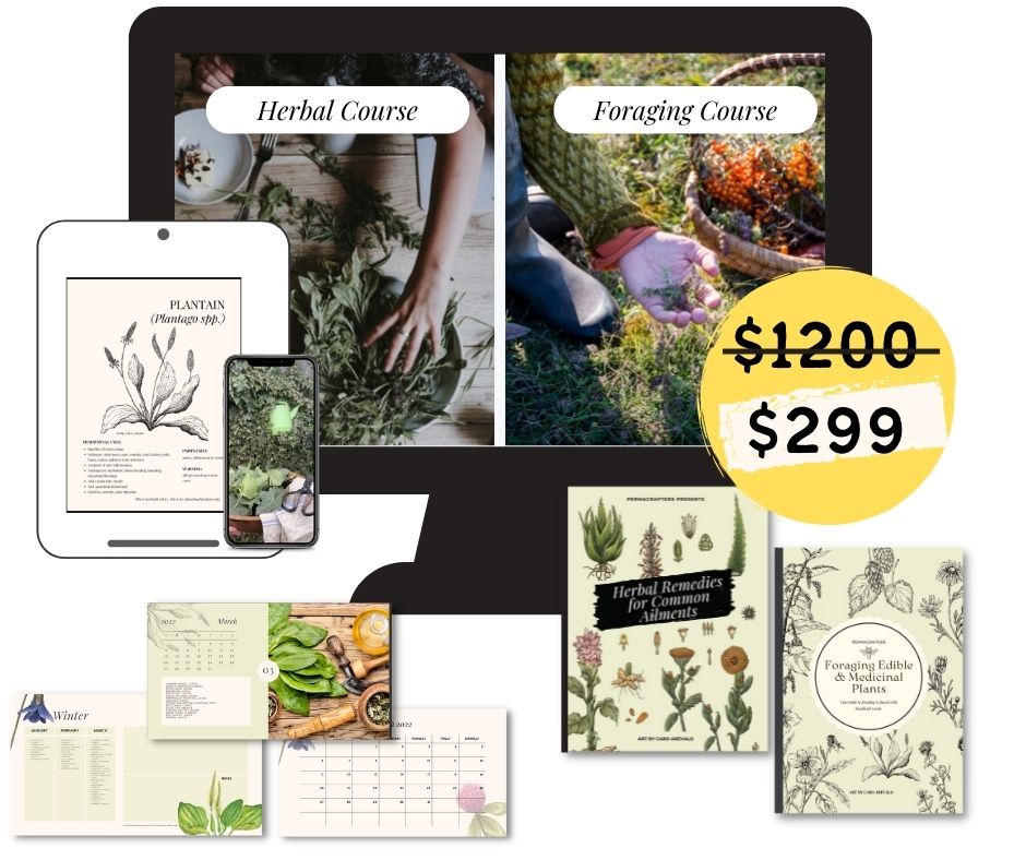 Foraging Mockup-3