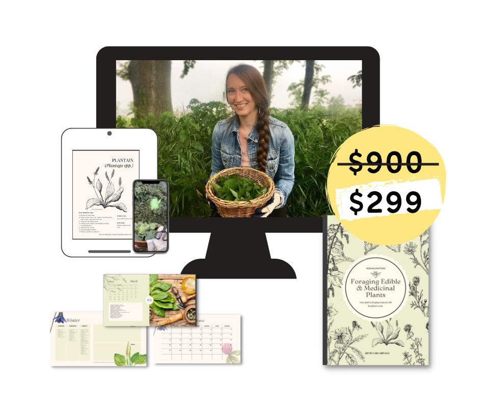 Foraging Mockup